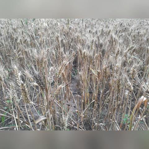河南小麦品质怎么样
