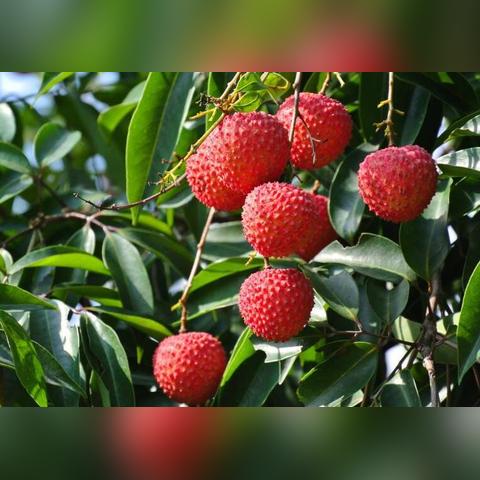 厦门市花到底是什么
