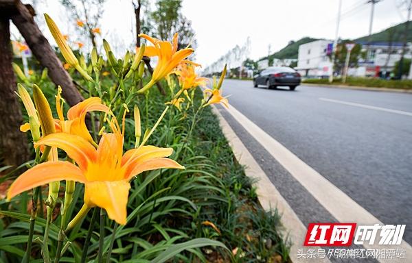 芙蓉花花语是什么,红尘恋恋芙蓉花的寓意是什么?