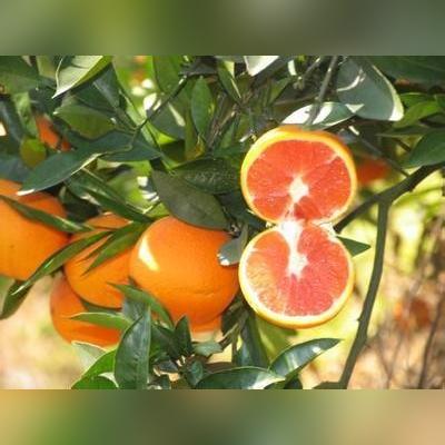 福建秋季哪个水果成熟