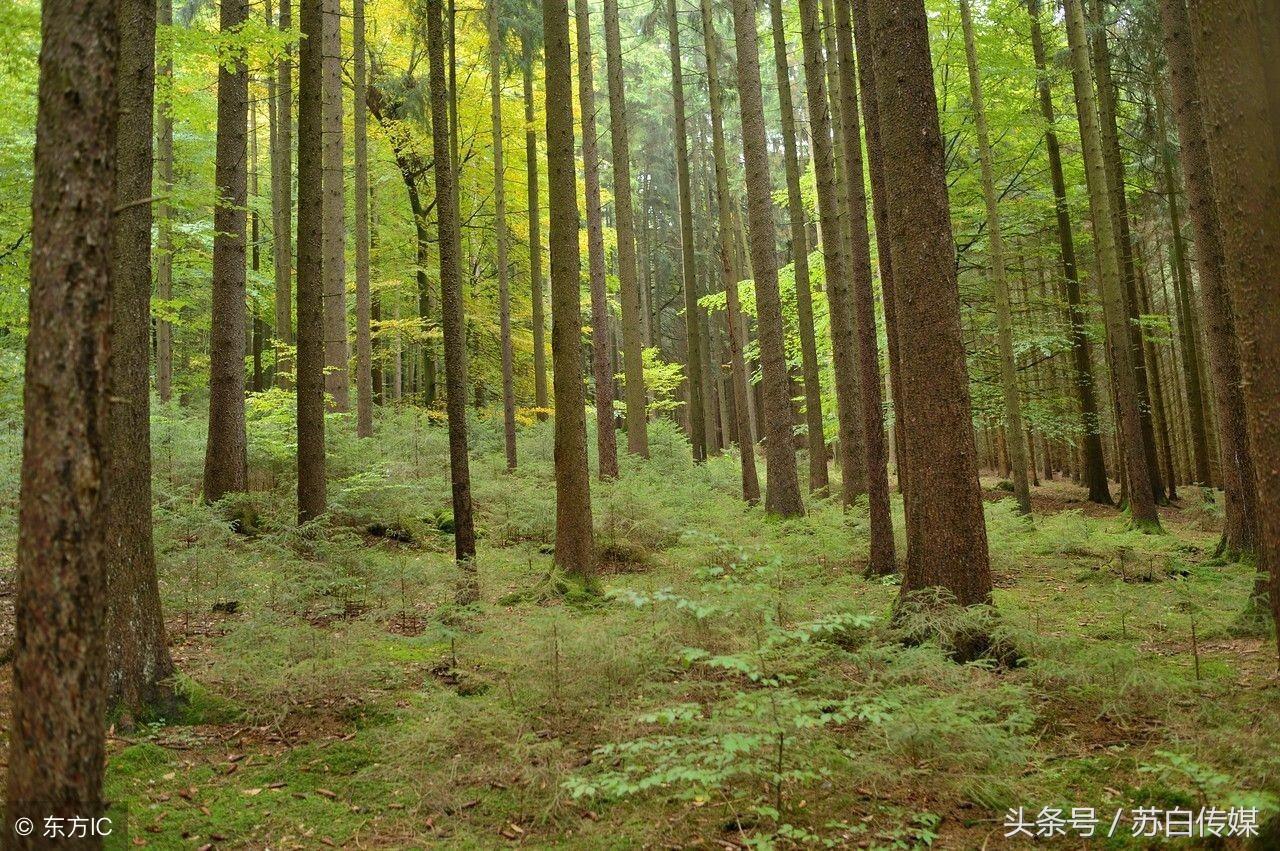 江苏作家、徐州市作家协会副主席李凌逝世，年仅52岁