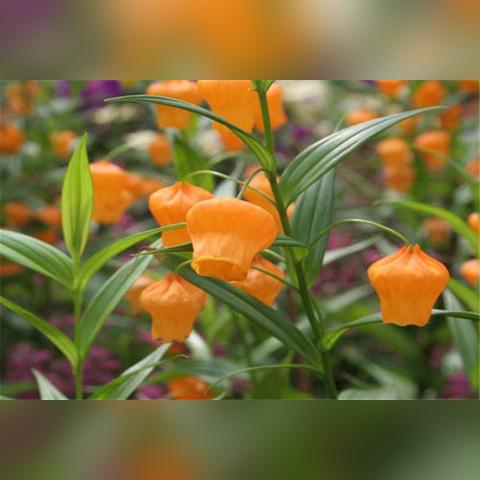 南非现在是什么温度