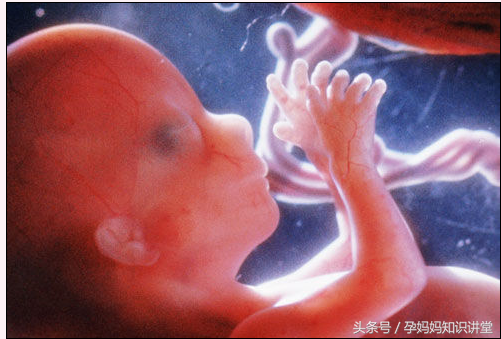 怀胎十月胎儿发育时程表