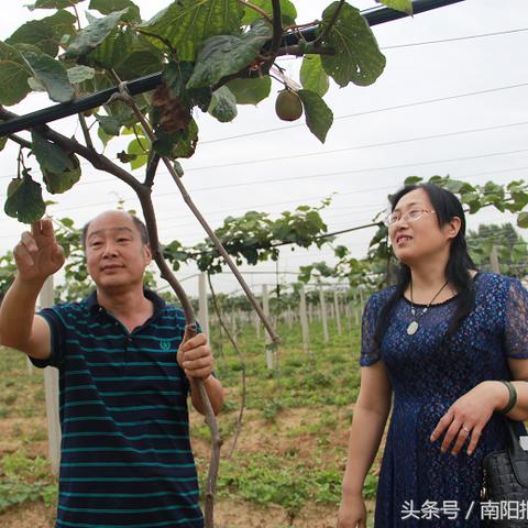 什么果树能在武汉市种