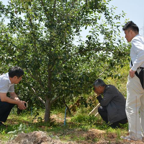 山东临沂市的苹果怎么样