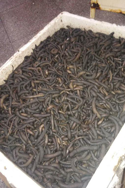 厦门美食有什么虫子（呜叫的近义词是什么字）