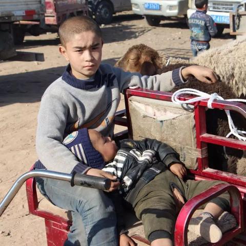 沈阳骆驼饲料相关长尾关键词有哪些