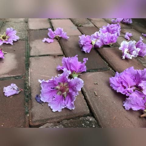 南宁三角梅彩色的相关长尾关键词有哪些