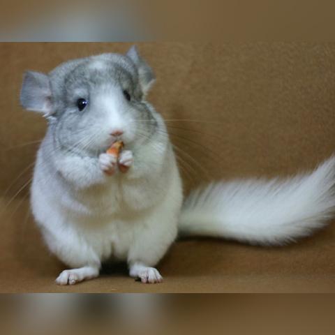 表情包制作软件哪个好的长尾关键词有哪些