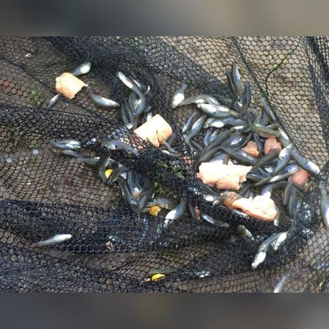 小鱼网创始人？