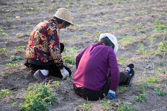 盘点农村奶奶花式干农活，田间行走靠手，看过方知挣钱难