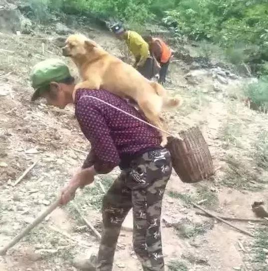 狗狗骑着主人下地干活，一颤一颤不敢动！狗狗：都抖成抖音了！