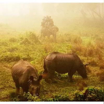 虎年属猪71年生肖运势(1971年属虎2021年运势)