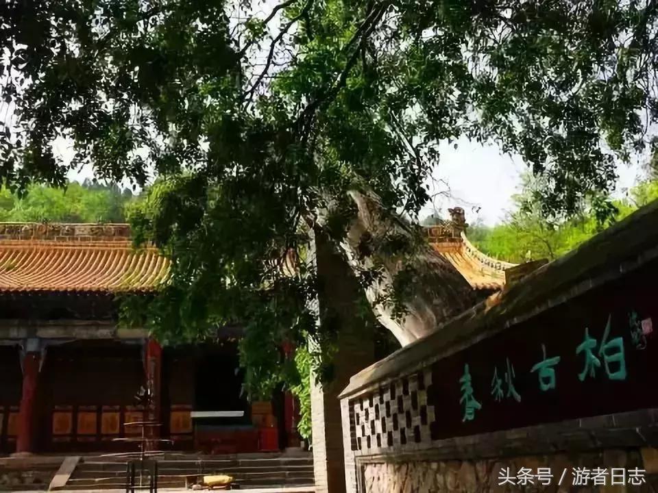 龙爪槐盆景,绿化苗木的品种有多少?