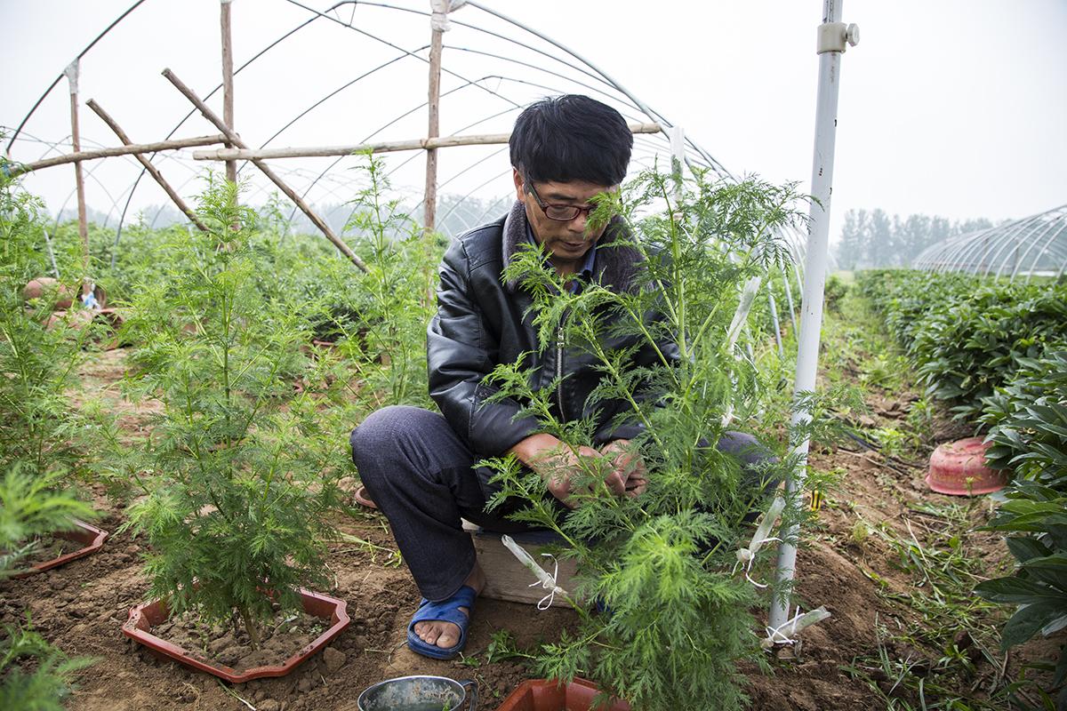 菊花盆栽哪里有卖,单头菊花盆栽的种植方法?"