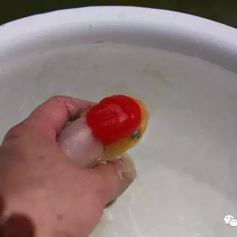 福建原生鱼的相关长尾关键词有哪些