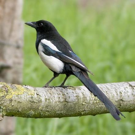 喜鹊下周生肖运势(喜鹊指什么生肖打一生肖)