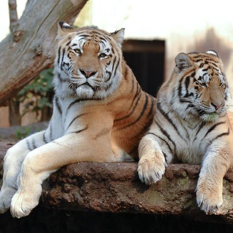 6月9日生肖虎运势(六月九号运势)
