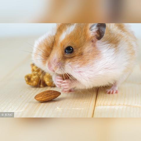 十二生肖运势72(十二生肖运势72岁)