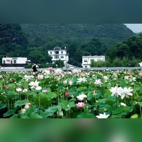 桂林什么地方有荷塘相关长尾关键词有哪些