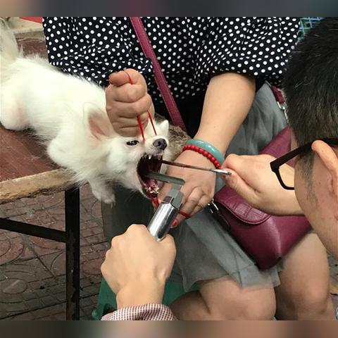 成都市区狗狗学校有哪些