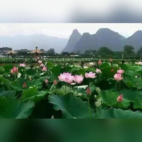 桂林市哪里有荷花卖