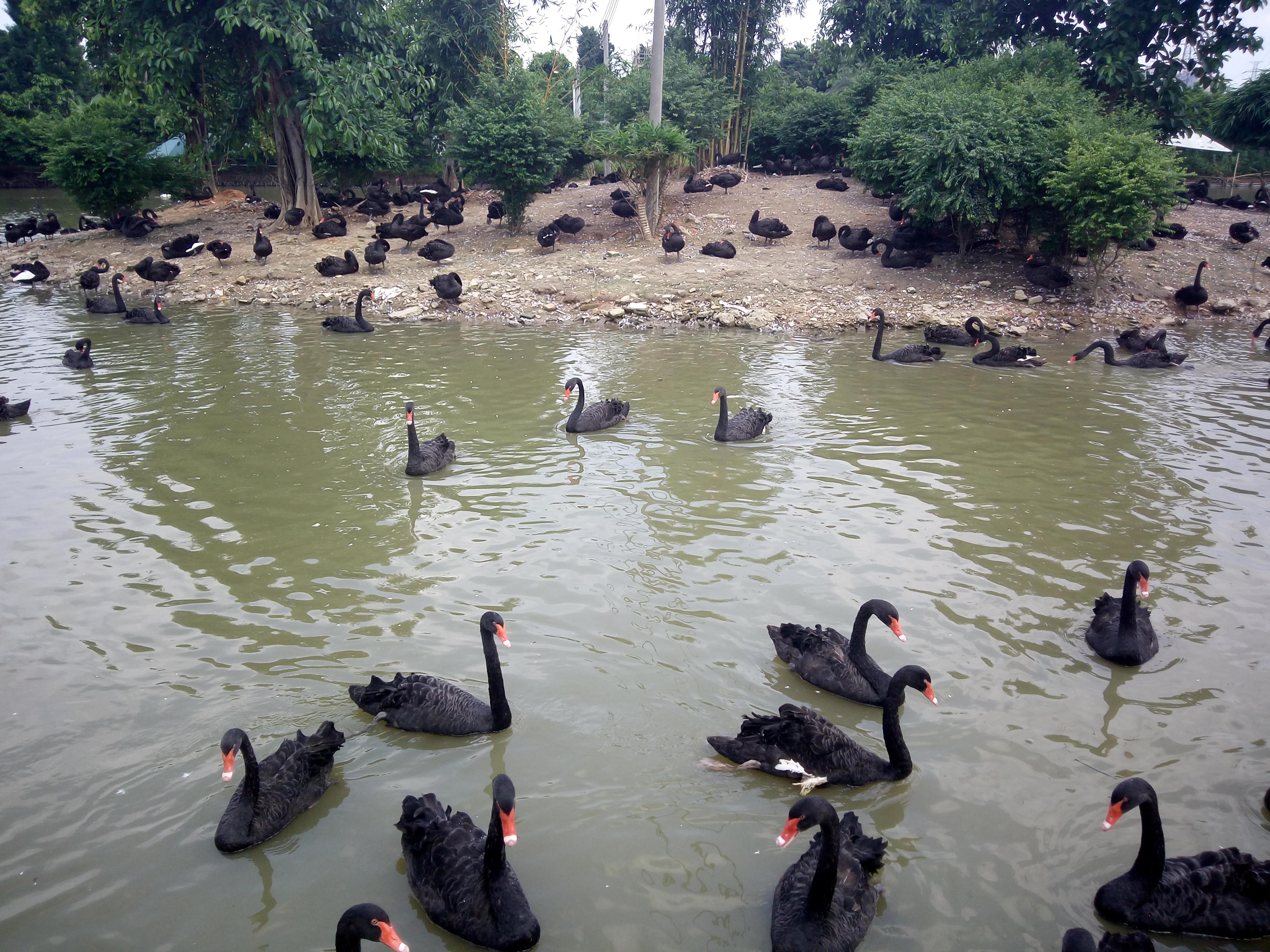 广州鳄鱼公园罗源湾海洋世界有鳄鱼吗