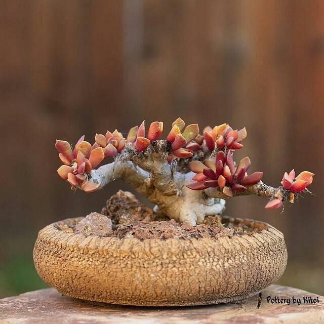 大多肉盆栽,多肉植物的正确种植步骤是怎样的?