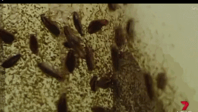 如何治蟑螂最有效的方法是什么