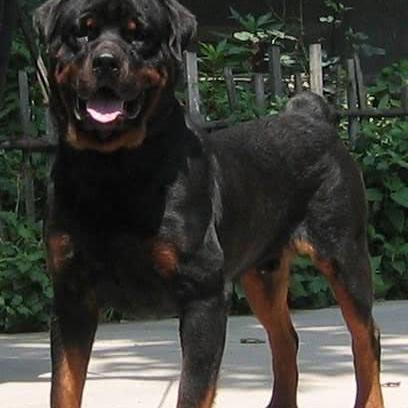 罗威纳狗名字大全的长尾关键词是什么