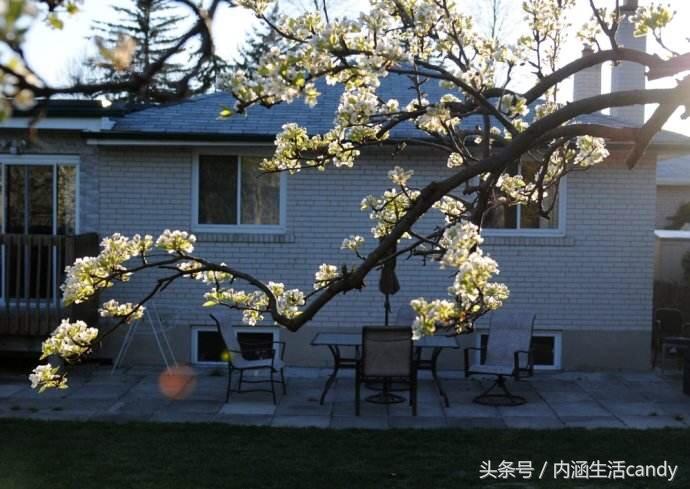梦见自己摘梨预示什么