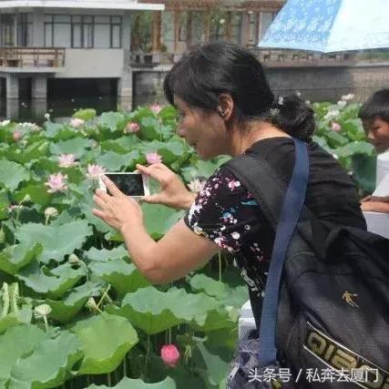 厦门荷花的相关长尾关键词有哪些