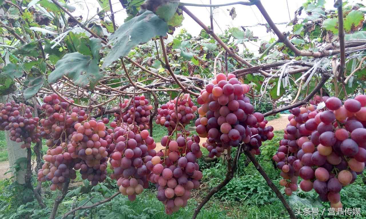 弥勒有什么特色美食（红河州十大名菜）