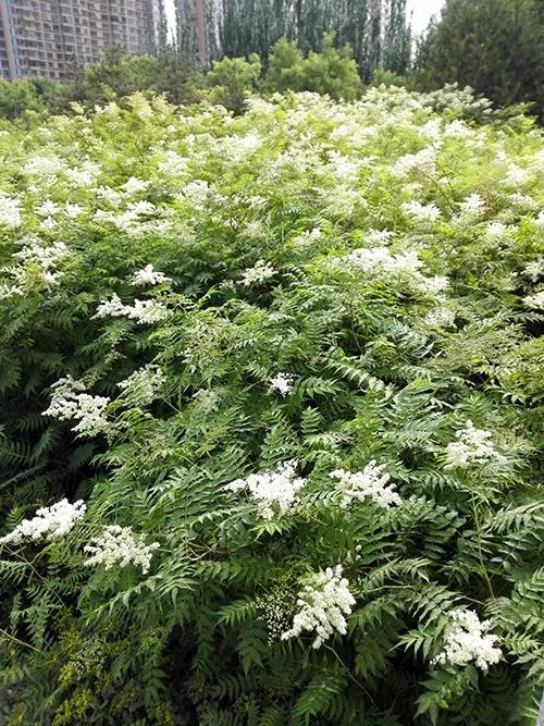 盆栽珍珠梅什么时候开花,花灌木种植方式有哪些?"