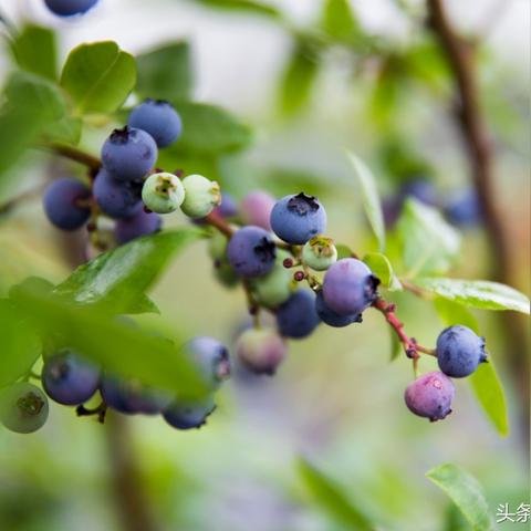 济南大学营养与烹饪相关长尾关键词有哪些