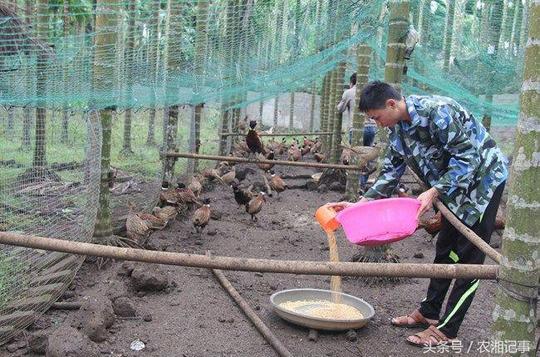 80后农村小伙返乡养殖“七彩”的它，敲响致富门，年入30万元