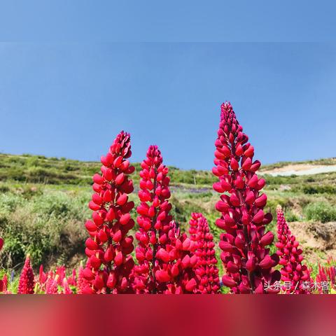 自驾厦门云顶山的相关长尾关键词有哪些