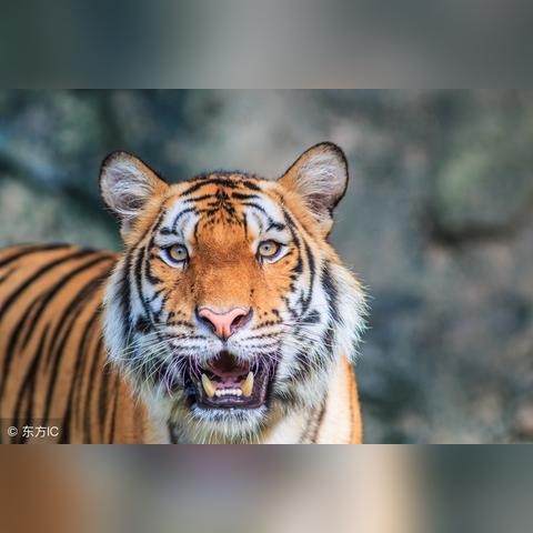 食神运的意思(食神运适合做什么生意)