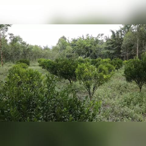 比原链(比原链还有希望吗)