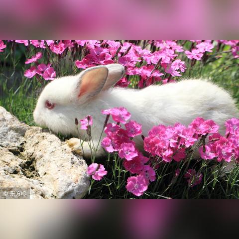 生肖兔一天的运势如何(属兔的每天财运)