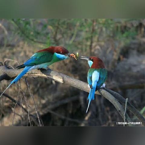 巧克力融化后可以做什么的长尾关键词是什么