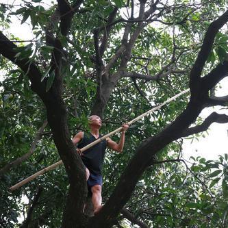东莞市哪里有芒果树卖的
