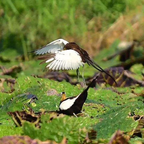 植物大僵尸游戏大全的长尾关键词有哪些