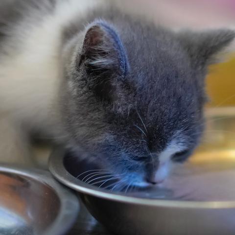 东莞市二手猫笼子出售的长尾关键词有什么