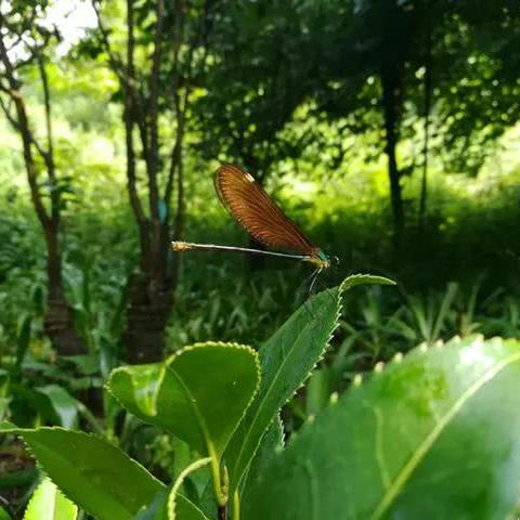 萤火虫南通长尾关键词有什么