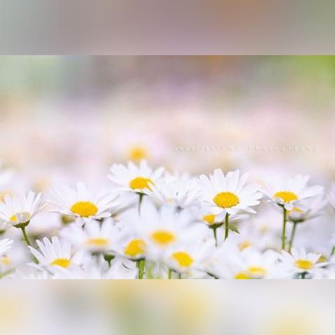 属羊生肖今曰运势查询(属羊人今日运势十二星座网)