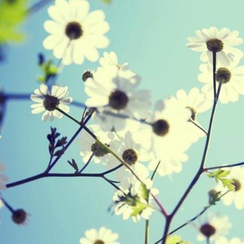 今年运势生肖属羊(看看今年属羊的运势)