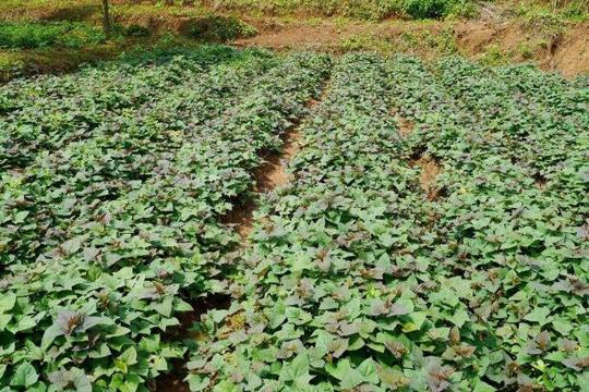 农村创业种植项目，成本少收入高，全国少有同行竞争