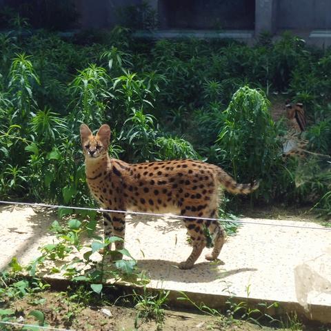 坚果电影的长尾关键词有哪些