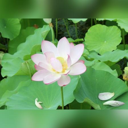 武汉市什么地方有荷花看